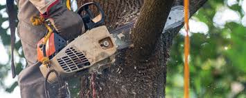 Best Tree Health Inspection  in Richwood, WV