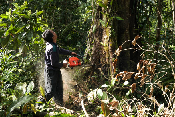 Best Residential Tree Removal  in Richwood, WV