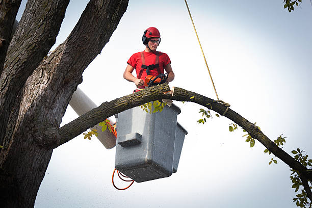 Best Arborist Consultation Services  in Richwood, WV